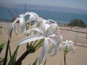 flowers at the Dead Sea