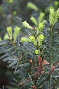 evergreen bushes growing points