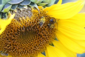 bees pollinating a sunflower