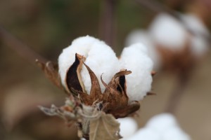 close up of cotton boll