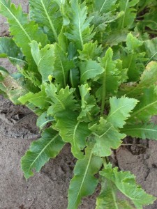 closeup of horseradish plant